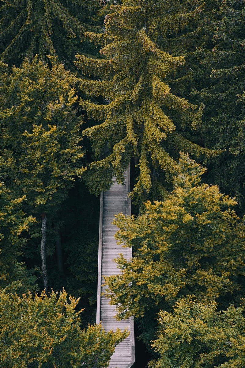 Mindful Nature Walk